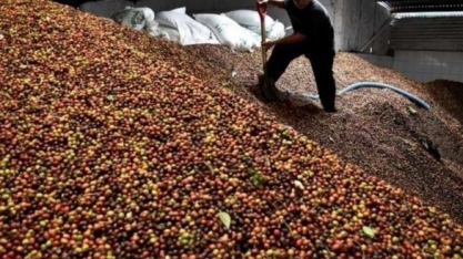  Café: Exportação em julho aumenta 42% ante julho/23