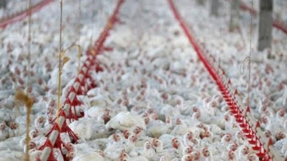 China reduz embargo a exportação de carne de frango apenas para o RS
