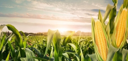Milho: USDA reduz projeção de safra 2024/25 para 127 mi de t
