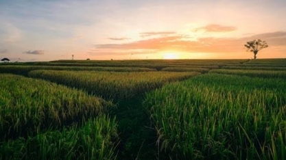 Produção de cana pode cair 20% nos próximos 10 anos por mudanças climáticas 