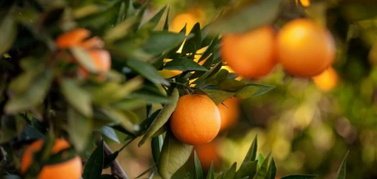 Citrosuco vê maior pressão de clima do que greening na oferta de laranja