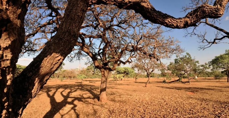 Desertificação na caatinga reduz mais de 50% a funcionalidade do solo