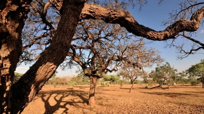 Desertificação na caatinga reduz mais de 50% a funcionalidade do solo