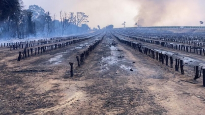 Incêndios em SP causam danos irreversíveis a cafezais: Colheita só em 2027
