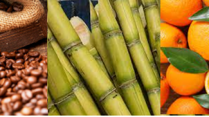 Diversificação faz MG ultrapassar PR em receitas agropecuárias 
