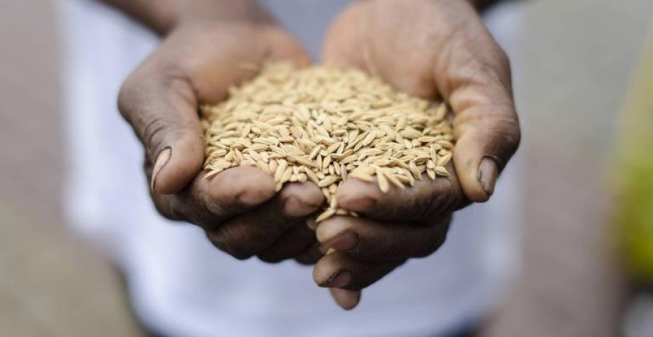 Sustentabilidade na lavoura começa com uma semente de qualidade