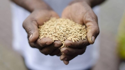 Sustentabilidade na lavoura começa com uma semente de qualidade