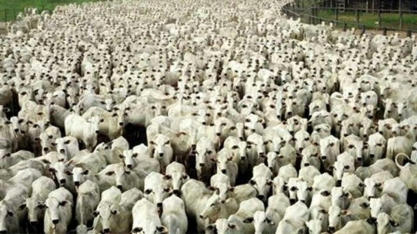 Rebanho bovino bate recorde e é 12,7% maior do que a população no Brasil