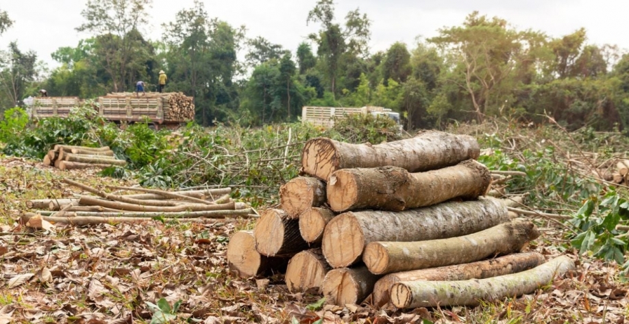 União Europeia propõe adiar lei antidesmate que afetará Brasil 