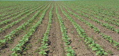 O alento para o plantio da soja no Centro-Oeste;impactos no milho safrinha