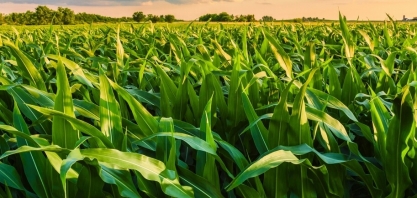 Produção de grãos atingirá 379 milhões de toneladas nos próximos dez anos 
