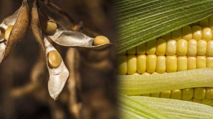 Desmatamento gerou perdas anuais de R$ 412 mi na Amazônia