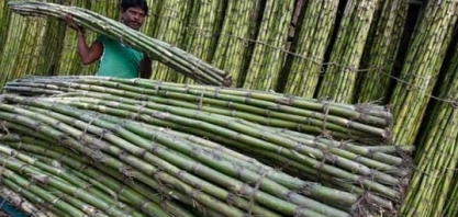 Produção global de açúcar deve registrar excedente de R$ 4,7 miem 2024/25