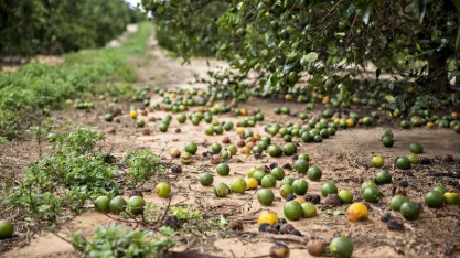 Flórida: Safra de laranja pode cair 16% sem contar a impacto dos furacões