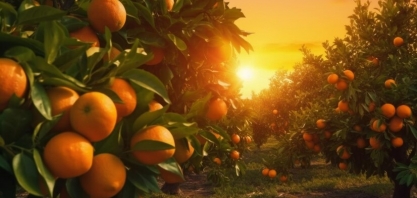 Laranja acumula maior inflação desde 1995 com impacto do clima 