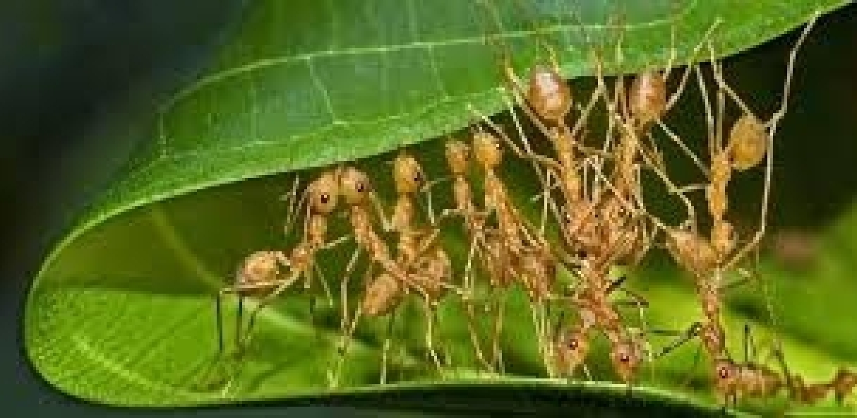 O fascinante e assustador universo das formigas – Por Natalie Müller