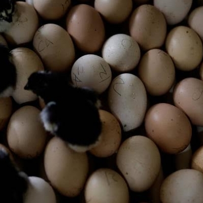 Vendas da avicultura atingem R$ 100 bilhões dentro da porteira
