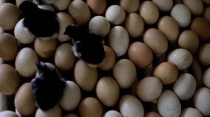 Vendas da avicultura atingem R$ 100 bilhões dentro da porteira