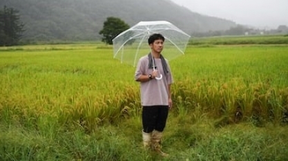 Como salvar o “rei” do arroz japonês das temperaturas cada vez mais altas