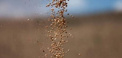 Exportações de soja despencam, mas carne, café e açúcar compensam perda