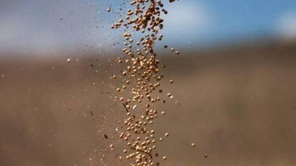 Exportações de soja despencam, mas carne, café e açúcar compensam perda