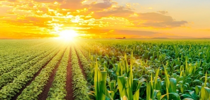 StoneX prevê alta de 8,4% na 2ª safra de milho; eleva projeção de soja