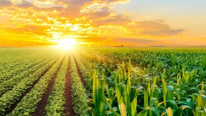StoneX prevê alta de 8,4% na 2ª safra de milho; eleva projeção de soja