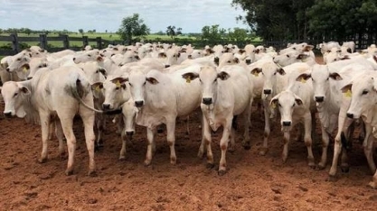 Preços da arroba do boi no país se aproximam dos valores paulistas