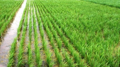 Preços do arroz têm 5ª queda seguida no Rio Grande do Sul