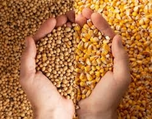 USDA Reduz Previsões para Safras de Milho e Soja dos EUA 