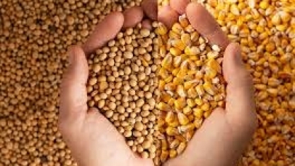 USDA Reduz Previsões para Safras de Milho e Soja dos EUA 