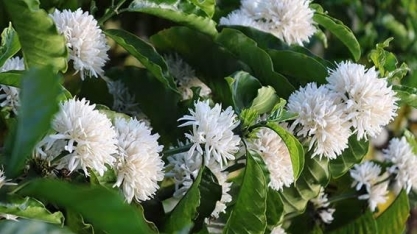 Café do Brasil tem boas floradas em outubro, mas pegamento é a questão