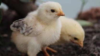 Gripe aviária: França eleva nível de alerta para a doença