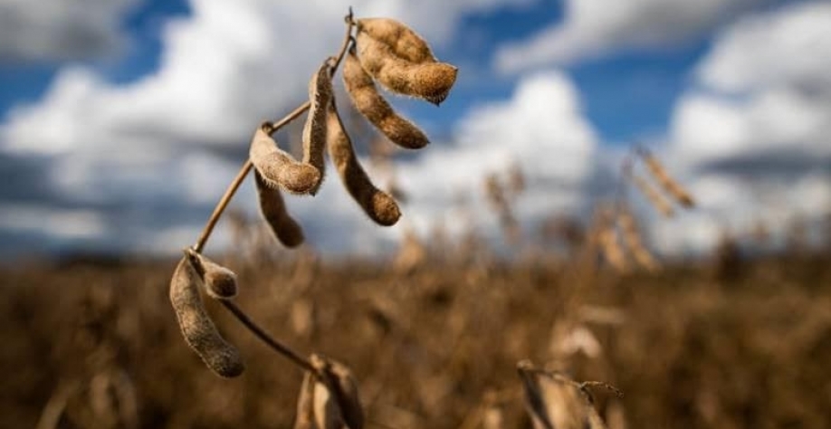 Valor Bruto da Produção da agropecuária deve recuar em 2024