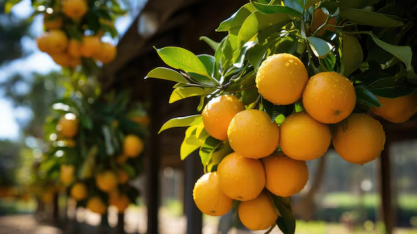 Fundecitrus eleva previsão de safra de laranja de região citrícola