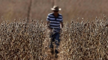 Soja despenca para o nível mais baixo em 4 anos por safra no Brasil
