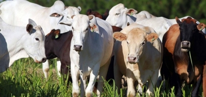 Abate de bovinos ultrapassa dez milhões de cabeças pela primeira vez