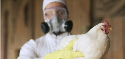 H5N1 nos EUA: Os erros da Covid-19 estão se repetindo para gripe aviária?