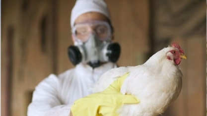 H5N1 nos EUA: Os erros da Covid-19 estão se repetindo para gripe aviária?
