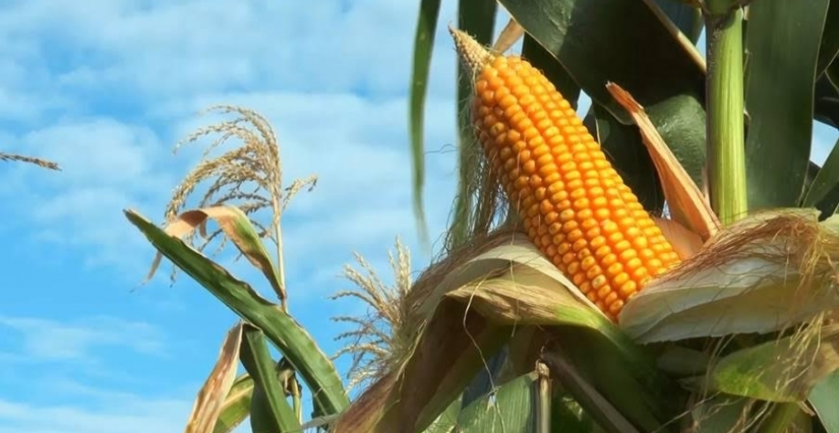 Redução de safra global de milho deve refletir em altas de preços no Brasil
