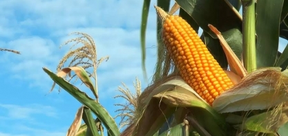 Redução de safra global de milho deve refletir em altas de preços no Brasil