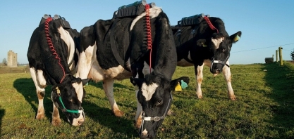 Cientistas querem evitar que vacas arrotem metano, gás de efeito estufa