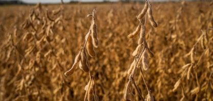 Organizações lançam manifesto em defesa da Moratória da Soja