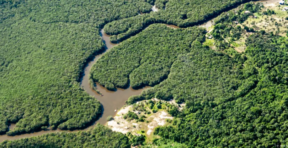 O que explica as disputas de projetos de carbono na Amazônia