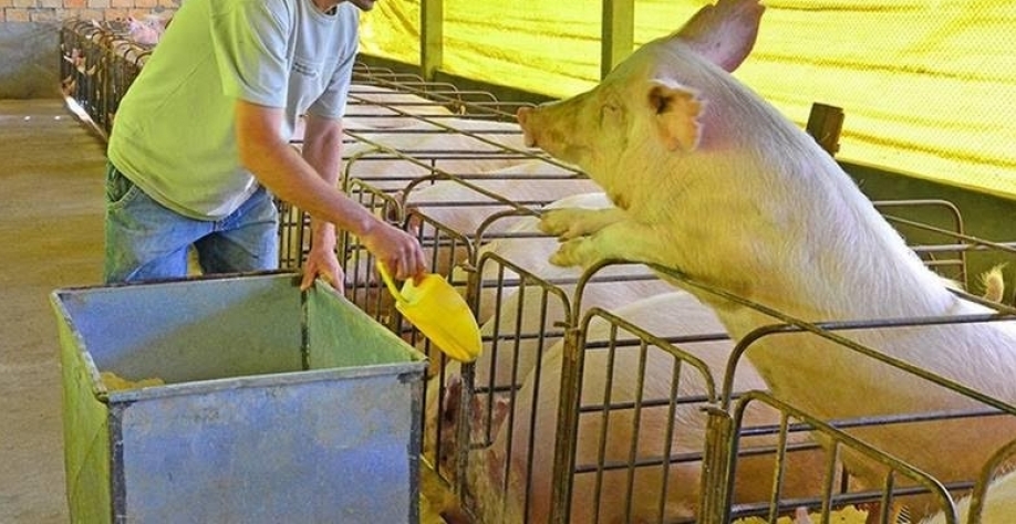 Grãos: Custos devem ficar estáveis para indústria de aves e suínos em 2025