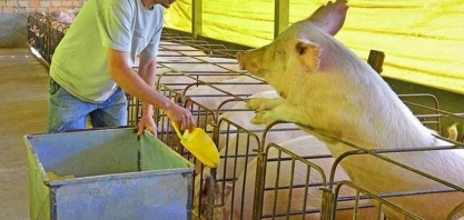 Grãos: Custos devem ficar estáveis para indústria de aves e suínos em 2025