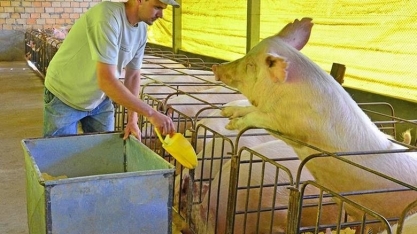 Grãos: Custos devem ficar estáveis para indústria de aves e suínos em 2025