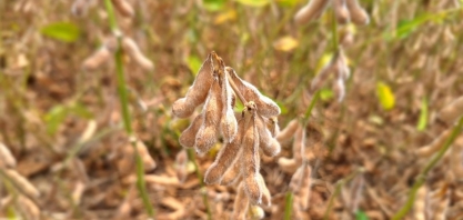 Produtores farão projeto-piloto para substituir Moratória da Soja