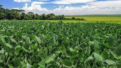 Produtor vê dólar compensando queda em Chicago em meio à safra enorme