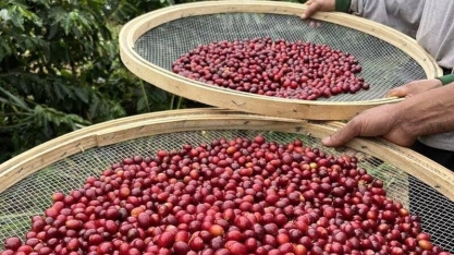 Café volta a registrar forte alta na bolsa de Nova York